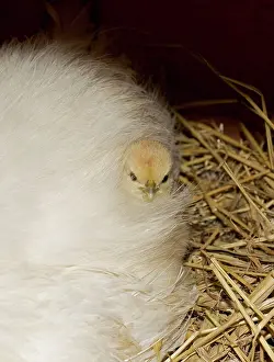 Bantam: Chicken - Bantam Hen with newly hatched chick