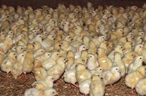 Chickens: CHICKEN - BATTERY CHICKS, Breeding of Broiler Chickens