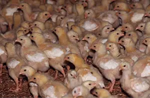 Chickens: CHICKEN - BATTERY CHICKS, Vedette Chickens, 9 days old