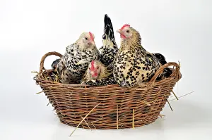 Bantams: CHICKEN - Belgian bantams sitting in a basket