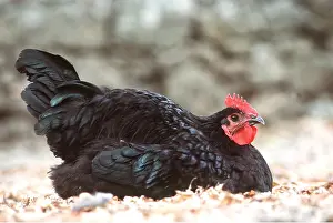 Roosting: CHICKEN - Black of Challans Fowl