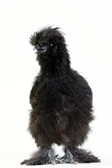 Silkie: Chicken Black Silkie
