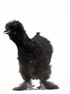 Silkie: Chicken Black Silkie