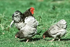 Chickens: CHICKEN - Blue Wyandotte Fowl