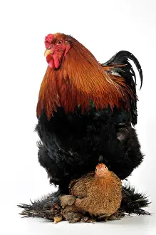 Bantam: CHICKEN - Brahma with a pekin bantam sat on its feet