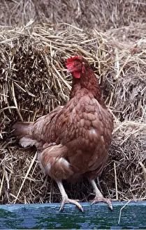Hens: CHICKEN -Brown Hen by straw