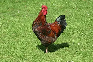 Leghorn: CHICKEN - Brown Leghorn cockerel