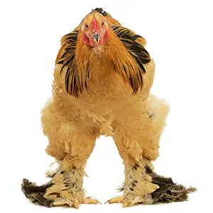 Brahma: Chicken - Buff Brahma