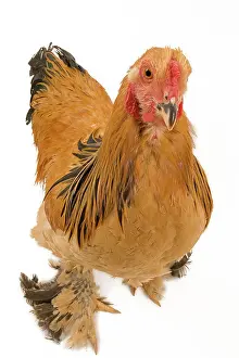 Brahma: Chicken - Buff Brahma
