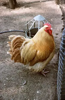 Chickens: CHICKEN - Buff Orpington Fowl