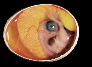 Cycles: Chicken chick - 10 day old embryo in egg