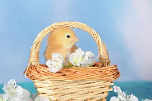 Kitsch: Chicken, chick, 2 days old
