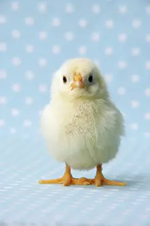 Easter: Chicken - chick on blue spotted background