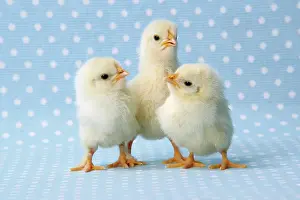 Easter: Chicken - chick on blue spotted background