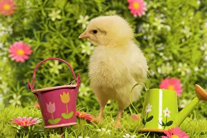 Chicken - chick amongst flowers & ornaments