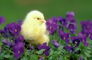 Pansies: CHICKEN - Chick in pansies
