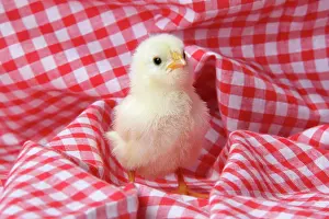 Gingham: Chicken - chick on red gingham