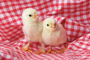 Gingham: Chicken - chick on red gingham