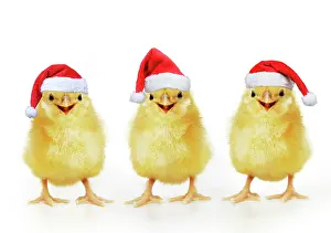 16888: Chicken, Chick wearing Christmas hat, smiling