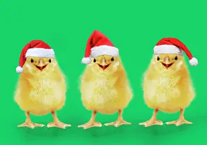 16888: Chicken, Chick wearing Christmas hat, smiling
