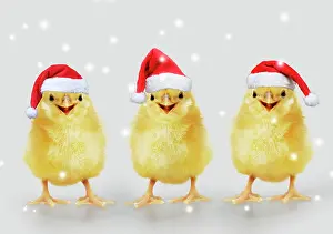 16888: Chicken, Chick wearing Christmas hat, smiling