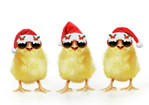16888: Chicken, Chick wearing Christmas hats and sunglasses