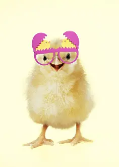280219: Chicken - Chick wearing easter glasses, smiling, laughing