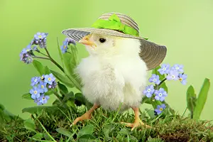 Bonnets: Chicken, chick wearing straw hat