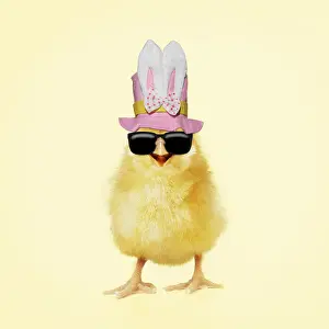 161018: Chicken, Chick wearing sunglasses and easter