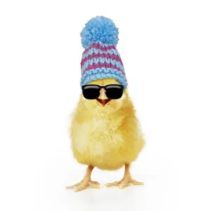 161018: Chicken, Chick wearing sunglasses and woolly
