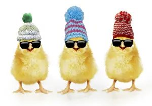 161018: Chicken, Chick wearing sunglasses and woolly