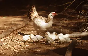 Chickens: CHICKEN with chicks