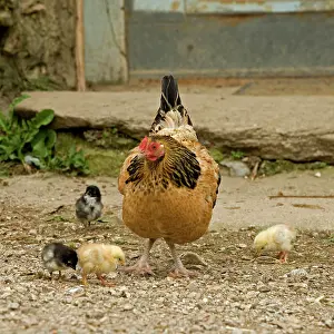 Farmyards: Chicken - with chicks in farmyard