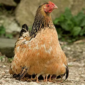 Farmyards: Chicken - with chicks sheltering under plumage - in farmyard