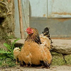 Farmyards: Chicken - with chicks sheltering under plumage - in farmyard