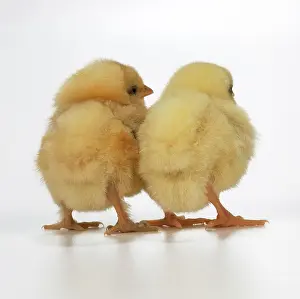 Backview: CHICKEN - two chicks, back view