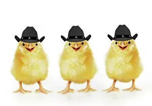 Laughing: Chicken, Three Chicks wearing Cowboy hats smiling, laughing