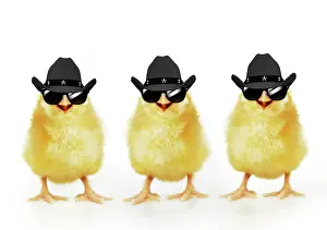 Glasses: Chicken, Three Chicks wearing Cowboy hats and sunglasses, sm