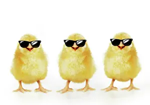 270321: Chicken, Three Chicks wearing sunglasses, smiling, laughing