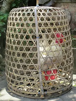 Caged: Chicken cock in cage