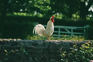 Farmyards: CHICKEN - Cock crowing on farm wall