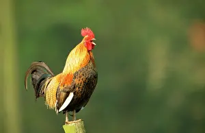 Crowing: Chicken - Cockerel crowing