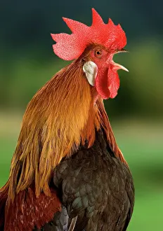 Crowing: Chicken - Cockerel crowing