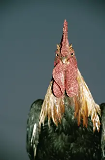 Comb: CHICKEN - COCKEREL - HEAD-ON