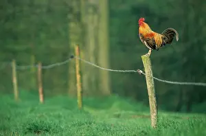 Crowing: Chicken - colourful cockerel crowing on fence in garden