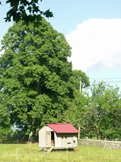 Coop: Chicken Coop