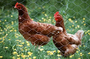 Hens: CHICKEN cross breed - Rhode Island Red x White Leghorn