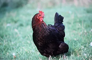 Ardea London: CHICKEN - Dark Brown Hen