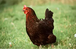 Ardea London: CHICKEN - DARK BROWN HEN