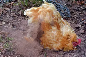 Dust: Chicken - dust bathing